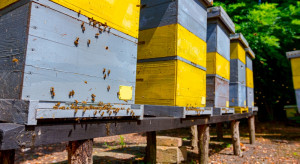Grzyb pomoże chronić pszczoły, zwalczając ich śmiertelnego wroga