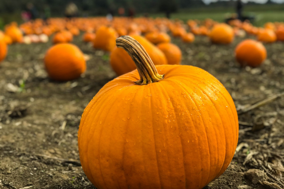 Ceny dyni na Halloween powinny być dobre/ fot. unsplash Dynie 2022: Ceny powinny być dobre. Co z popytem?