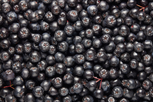 Jakie ceny aronii na rynkach hurtowych?/ fot. shutterstock Niskie ceny skupu aronii. Jaka sytuacja w hurcie?