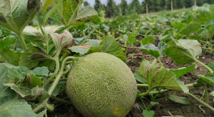 Uprawa arbuzów i melonów w Polsce - czy się opłaca?