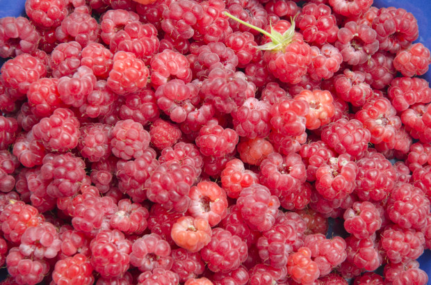 Zdaniem producentów ceny są zbyt niskie, żeby zapewnić opłacalność produkcji. / fot. shutterstock Upał dokucza produkcji malin. Dostawy będą mniejsze?