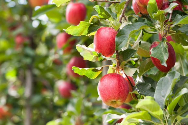 Zbyt dużo wody spadającej w ciągu kilku godzin spowodowało bowiem zjawisko „pękania” owoców. / fot. shutterstock Włochy: 40 proc. zbiorów Gali nie nadaje się do sprzedaży