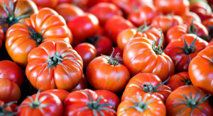 Pomidory na topie w sierpniu. Traci pieczarka