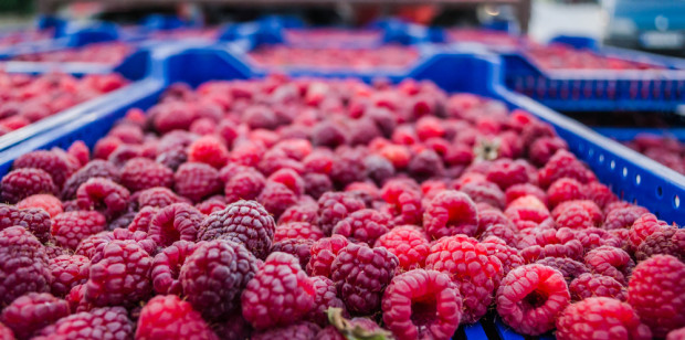 Ceny co prawda nieco wzrosły, jednak wciąż - zdaniem producentów - są zbyt niskie, żeby mówić o godnym zarobku. / fot. shutterstock Maliny 2022: Ceny w skupach nieco w górę