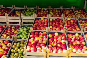 Jabłka i gruszki na Broniszach - jakie ceny i zejście?