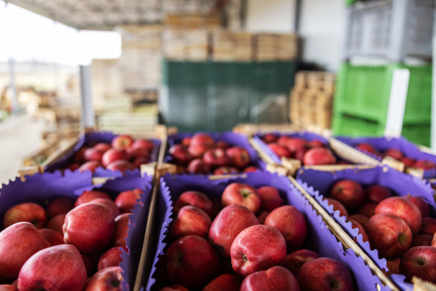 Ukraina: Nie będzie importu jabłek z Polski. Ceny będą dobre