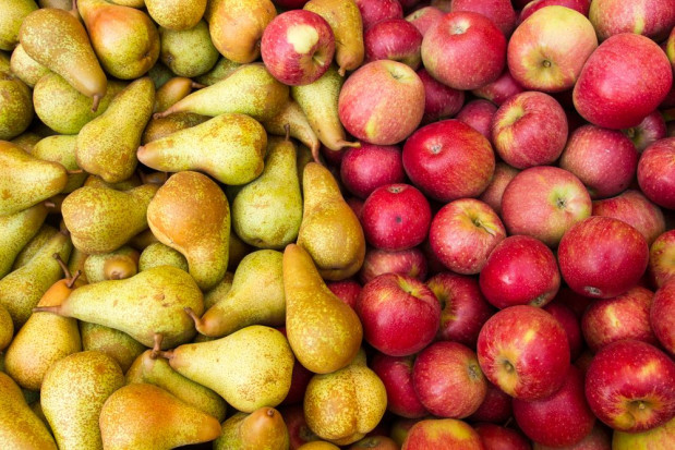Upały wpłyneły na wielkość jabłek i gruszek w Europie