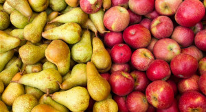 Upały wpłyneły na wielkość jabłek i gruszek w Europie