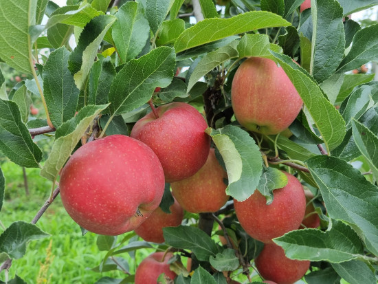 Przedzbiorcza ochrona jabłek – jakie zalecenia?
