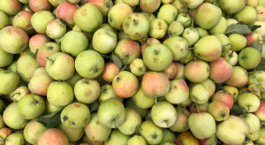 Ceny jabłek przemysłowych w skupach i na zakładach