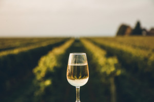 KOWR: Deklaracja o produkcji wina - tylko do 15 września