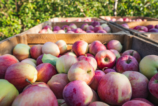 Wielu chce sprzedać jak najwięcej jabłek prosto z drzewa