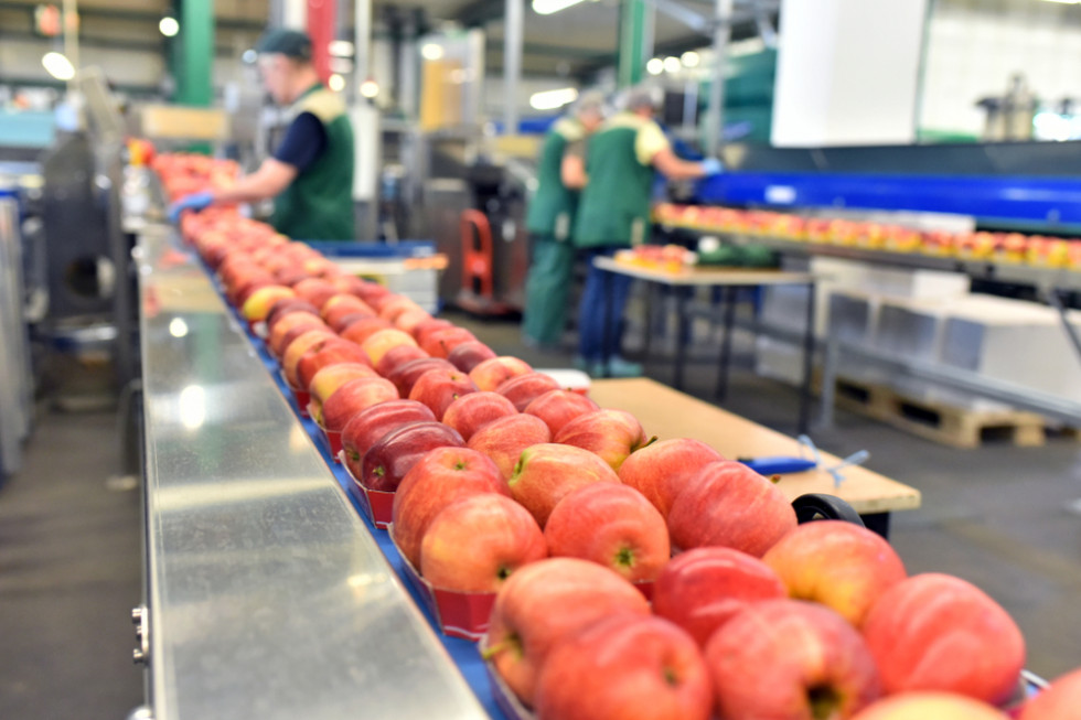 Sortownie jabłek ograniczą działalność przez wysokie ceny energii?