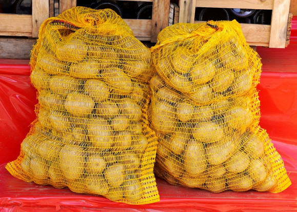 Ziemniaki 2022: Trudny sezon, zbiory będą mniejsze