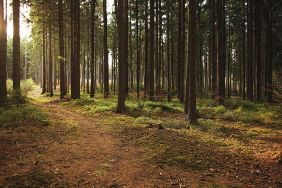 Wiceminister Siarka: w Polsce prowadzona jest zrównoważona gospodarka leśna