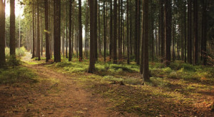 Wiceminister Siarka: w Polsce prowadzona jest zrównoważona gospodarka leśna