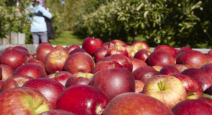 Ogromny deficyt pracowników - co ze zbiorami jabłek?