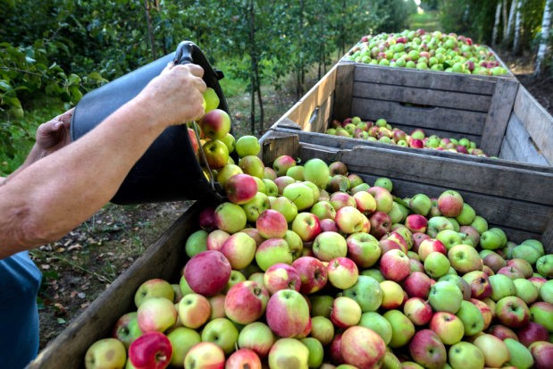 Obywatel Uzbekistanu nie przyleci w okolice Grójca, by zbierać jabłka