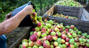 Obywatel Uzbekistanu nie przyleci w okolice Grójca, by zbierać jabłka