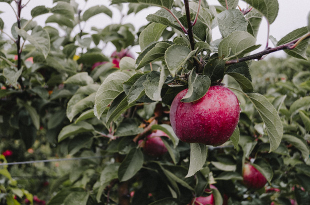 Pogoda nie sprzyja zbiorom jabłek. Deszcze niemal w całym kraju