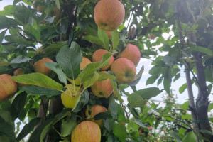 Jabłonie - jak połączyć ochronę konwencjonalną z biologiczną?