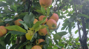 Jabłonie - jak połączyć ochronę konwencjonalną z biologiczną?