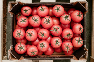 Ceny pomidorów spadają. Koszty produkcji wzrosły ponad 400 procent