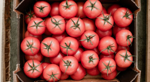 Ceny pomidorów spadają. Koszty produkcji wzrosły ponad 400 procent