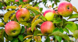 Prognoza na 23 września. Uda się trafić okno pogodowe przy zbiorach jabłek?