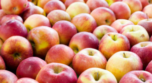Mołdawia ma wsparcie w eksporcie jabłek do Egiptu i Indii