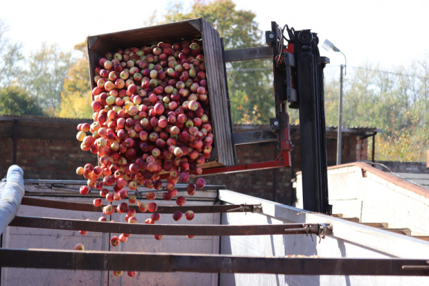 Jabłka przemysłowe 2022: Ceny w skupach coraz niższe!