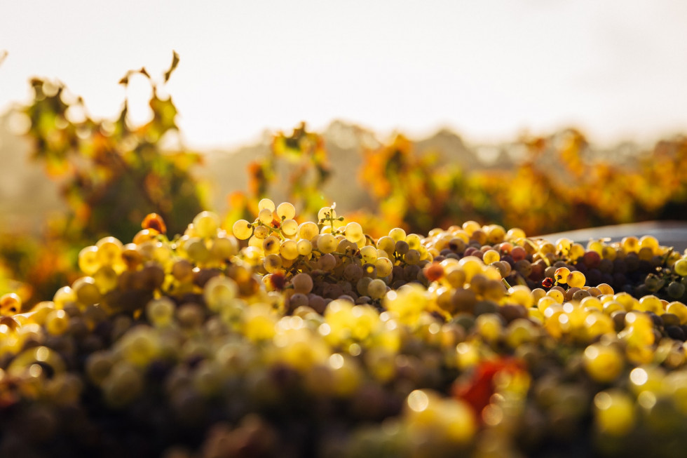 Zbiory winogron w UE. Rok 2022 był udany dla sektora?