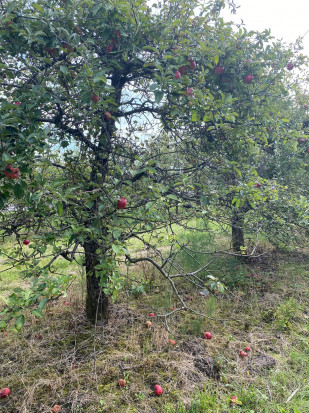 Jabłonie porażone przez tarcznika