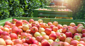 Światowy Dzień Jabłka 2022. Czego życzyć sadownikom?