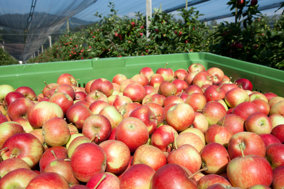 Coraz niższe ceny jabłek, coraz większe przerażenie sadowników