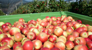 Coraz niższe ceny jabłek, coraz większe przerażenie sadowników