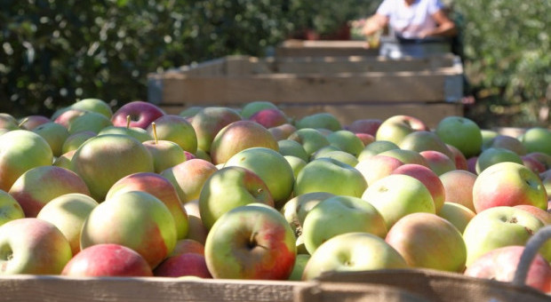 Sadownicy z Francji i Austrii zadowoleni szacunkami zbiorów jabłek