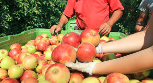 Ceny jabłek to dramat! Sadownicy apelują do Premiera o pomoc