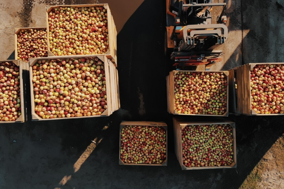 Ceny jabłek w skupach spadają! Przetwórnie nie chcą towaru?