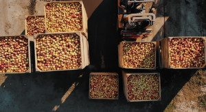 Ceny jabłek w skupach spadają! Przetwórnie nie chcą towaru?