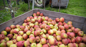 GUS o zbiorach jabłek: będą jeszcze wyższe niż ubiegłoroczne