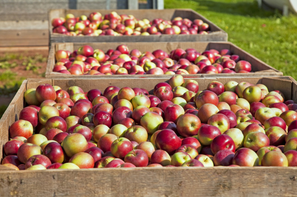 Spadły ceny jabłek. Sadownicy oddają owoce "w komis"