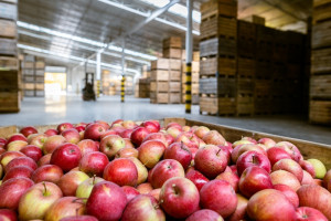 Grupy producentów starają się obniżyć koszty przechowywania jabłek