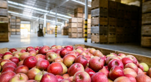 Grupy producentów starają się obniżyć koszty przechowywania jabłek