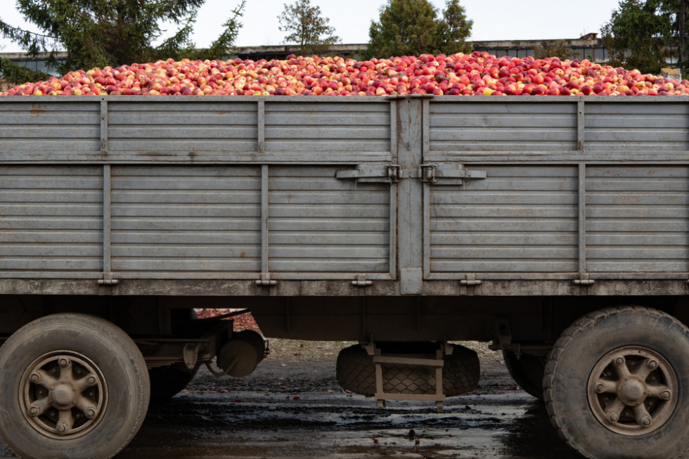 Jabłka przemysłowe 2022: Przetwórcy celowo zaniżają ceny?