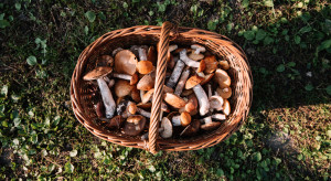 Uprawa grzybów w ogrodzie jest możliwa! Jak się za to zabrać?