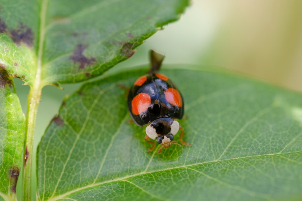 Biedronka azjatycka zwana też arlekinem lub biedronką ninja to gatunek inwazyjny / fot. shutterstock Inwazja biedronek azjatyckich. Mogą być niebezpieczne?