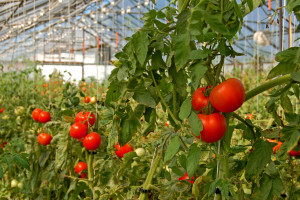 80 zł za pomidory? Wczesnowiosenne dostawy polskich warzyw zagrożone