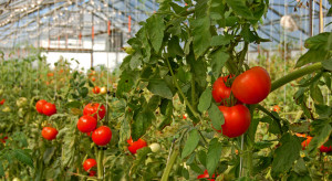 80 zł za pomidory? Wczesnowiosenne dostawy polskich warzyw zagrożone