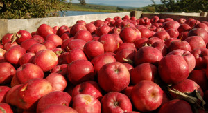 Gruzja: Ceny i eksport jabłek na bardzo niskim poziomie